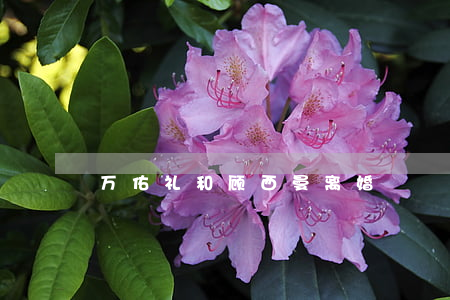万佑礼和顾西曼离婚