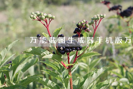 万能截图生成器手机版(万能造假截图生成器)
