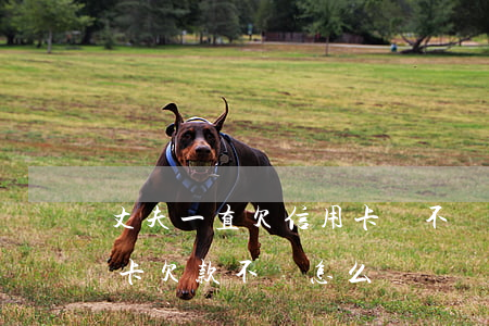丈夫一直欠信用卡錢不還(老公用老婆的信用卡欠款不還怎么辦)