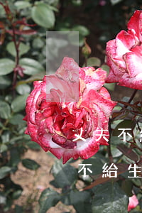 丈夫不給錢又不離婚我該怎么辦(沒離婚丈夫不給生活費(fèi),妻子應(yīng)該怎么辦)