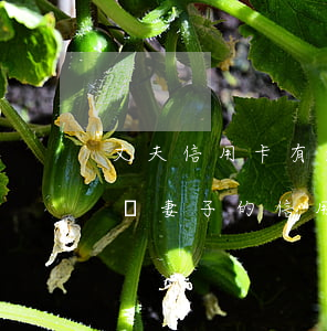 丈夫信用卡有逾期妻子受影響(丈夫欠信用卡對妻子的信用影響)