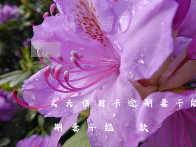 丈夫信用卡逾期妻子能貸款嗎(丈夫信用卡逾期妻子能貸款嗎嗎)