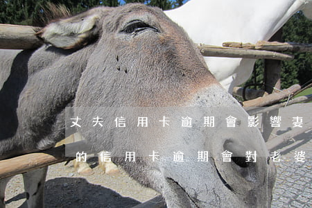 丈夫信用卡逾期會影響妻子房子嗎(老公婚前的信用卡逾期會對老婆有影響嗎)