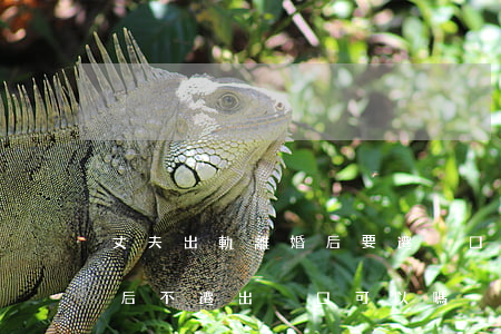 丈夫出軌離婚后要遷戶口嗎(我和我老公離婚后不遷出戶口可以嗎)