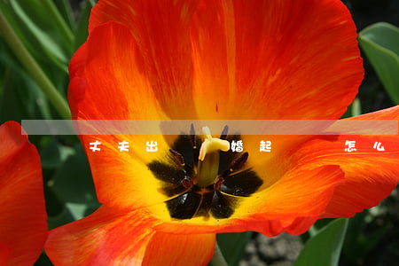 丈夫出軌離婚起訴書怎么寫