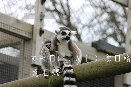 丈夫執(zhí)意離婚(丈夫執(zhí)意離婚)
