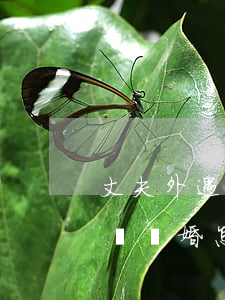 丈夫外遇起訴離婚該怎么辦(老公是外地的起訴離婚怎么離)