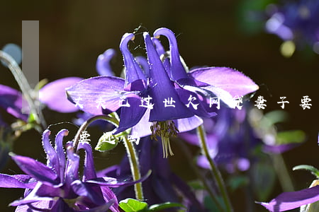 丈夫已过世欠网贷妻子要还吗(丈夫网贷,妻子要还吗)