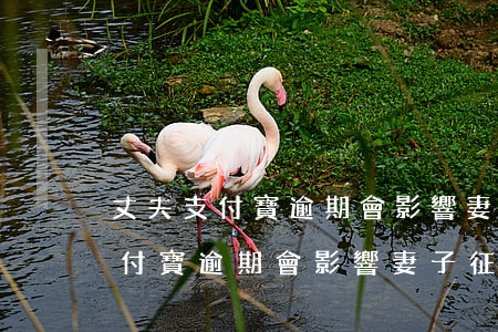 丈夫支付寶逾期會影響妻子征信嗎-丈夫支付寶逾期會影響妻子征信嗎?