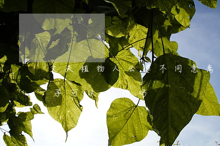 丈夫植物人公婆不同意离婚(丈夫是植物人妻子可以离婚吗?)