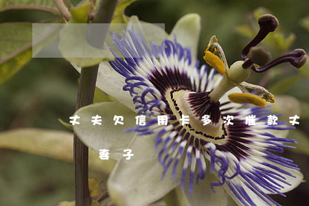 丈夫欠信用卡多次催款(丈夫欠信用卡催債騷擾妻子)