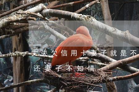丈夫欠信用卡妻子就是不还(老公欠信用卡不还,妻子不知情)