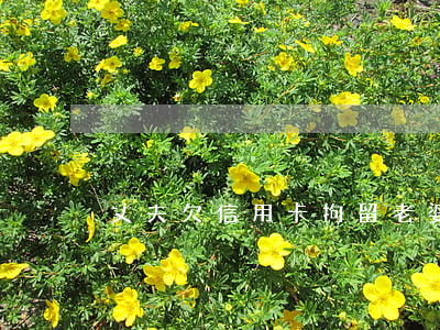丈夫欠信用卡拘留老婆