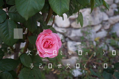 丈夫欠網(wǎng)貸去世妻子要還嗎(妻子已過世欠網(wǎng)貸丈夫要還嗎)