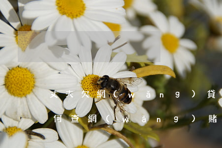 丈夫欠網(wǎng)貸如何查是否賭博(如何查網(wǎng)賭老公的征信)