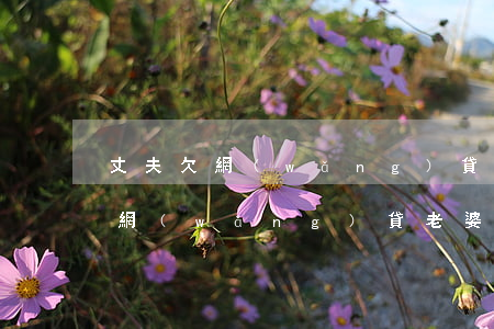 丈夫欠網(wǎng)貸妻子怎么辦(老公欠網(wǎng)貸老婆怎么辦)