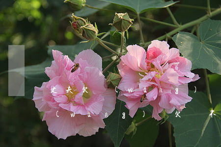 丈夫欠網(wǎng)貸妻子提離婚(丈夫網(wǎng)貸欠錢不還,妻子有義務(wù)承擔(dān)嗎?)