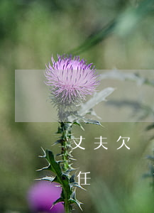 丈夫欠網(wǎng)貸妻子有責(zé)任還嗎(網(wǎng)貸妻子欠錢丈夫需要償還嗎)