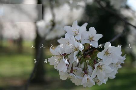 丈夫欠网贷妻子提离婚(丈夫网贷欠钱不还,妻子有义务承担吗?)