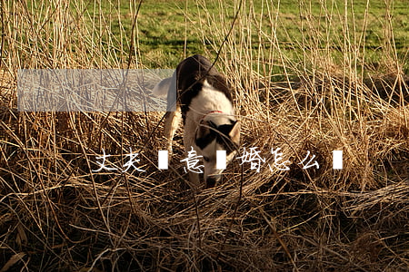 丈夫決意離婚怎么辦