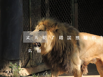 丈夫犯了錯誤想離婚怎么辦(丈夫提出離婚怎么辦)