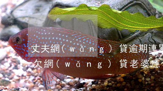 丈夫網(wǎng)貸逾期連累老婆嗎(丈夫欠網(wǎng)貸老婆應(yīng)該怎么辦)