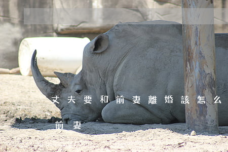 丈夫要和前妻離婚該怎么辦(離婚了如何挽回前妻)