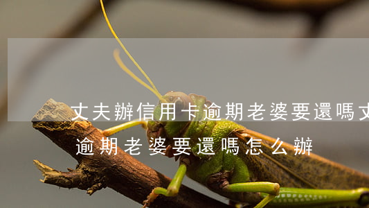 丈夫辦信用卡逾期老婆要還嗎(丈夫辦信用卡逾期老婆要還嗎怎么辦)