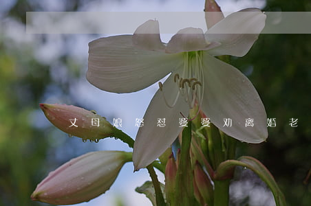 丈母娘怒怼婆婆劝离婚(老公跟丈母娘吵架)