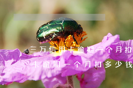 三万信用卡逾期一个月扣多少钱-三万信用卡逾期一个月扣多少钱利息