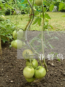三亚蜂鸟多少钱一单(蜂鸟优选多少钱一单) 三亚蜂鸟多少钱一单(蜂鸟优选多少钱一单)