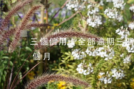 三個信用卡全部逾期(三個信用卡全部逾期一個月)