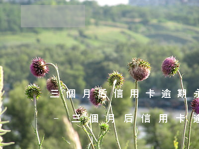 三個月后信用卡逾期永久凍結(jié)嗎-三個月后信用卡逾期永久凍結(jié)嗎會解凍嗎