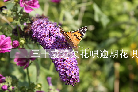 三十歲還欠花唄(逾期花唄三千)