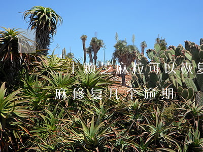 三十颗芝麻粒可以恢复所有逾期吗(30粒芝麻修复几个逾期)