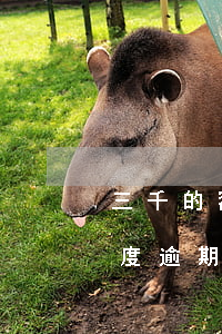 三千的額度逾期兩年應該還多少-三千的額度逾期兩年應該還多少錢