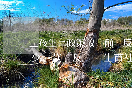 三孩生育政策放開前違反計劃生育需要交多少罰款（違反計劃生育社會撫養(yǎng)費的征繳有哪些規(guī)定）