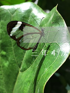 三年4次逾期-三年內(nèi)四次逾期