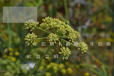 三年信用卡逾期 三年信用卡逾期4次影响买房贷款吗