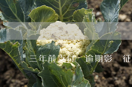 三年前支付寶逾期影響征信