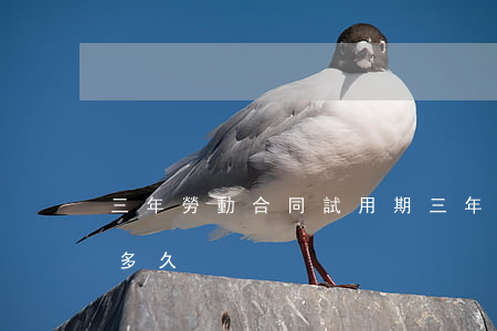 三年勞動合同試用期(三年勞動合同試用期是多久)
