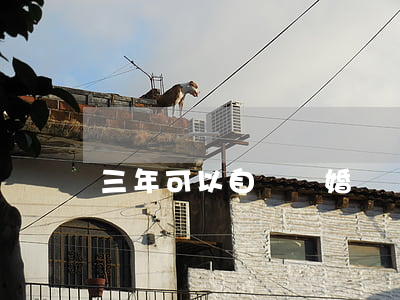 三年可以自動離婚嗎