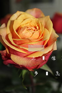 三張信用卡逾期一萬多(三張信用卡逾期一萬多點怎么辦)
