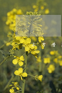 三方借款協(xié)議書