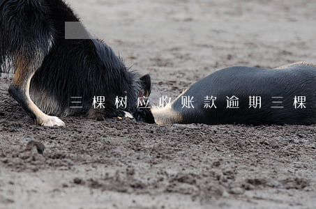 三棵树应收账款逾期(三棵树公告讨债)