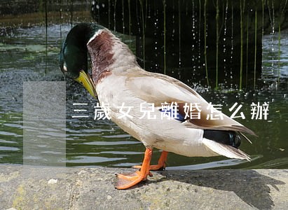 三歲女兒離婚怎么辦