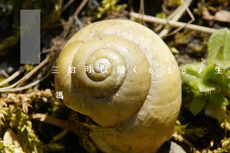 三胎可以報(bào)生育險(xiǎn)嗎