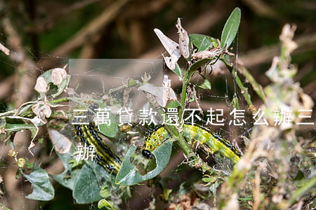 三萬貸款還不起怎么辦(三萬貸款還不上怎么辦)