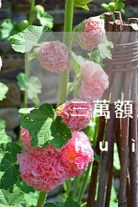 三萬額度逾期了怎么辦會(huì)不會(huì)判刑-三萬額度逾期了怎么辦會(huì)不會(huì)判刑呢