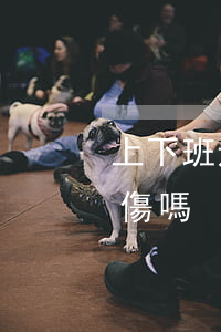 上下班途中發(fā)生的交通事故屬于工傷嗎